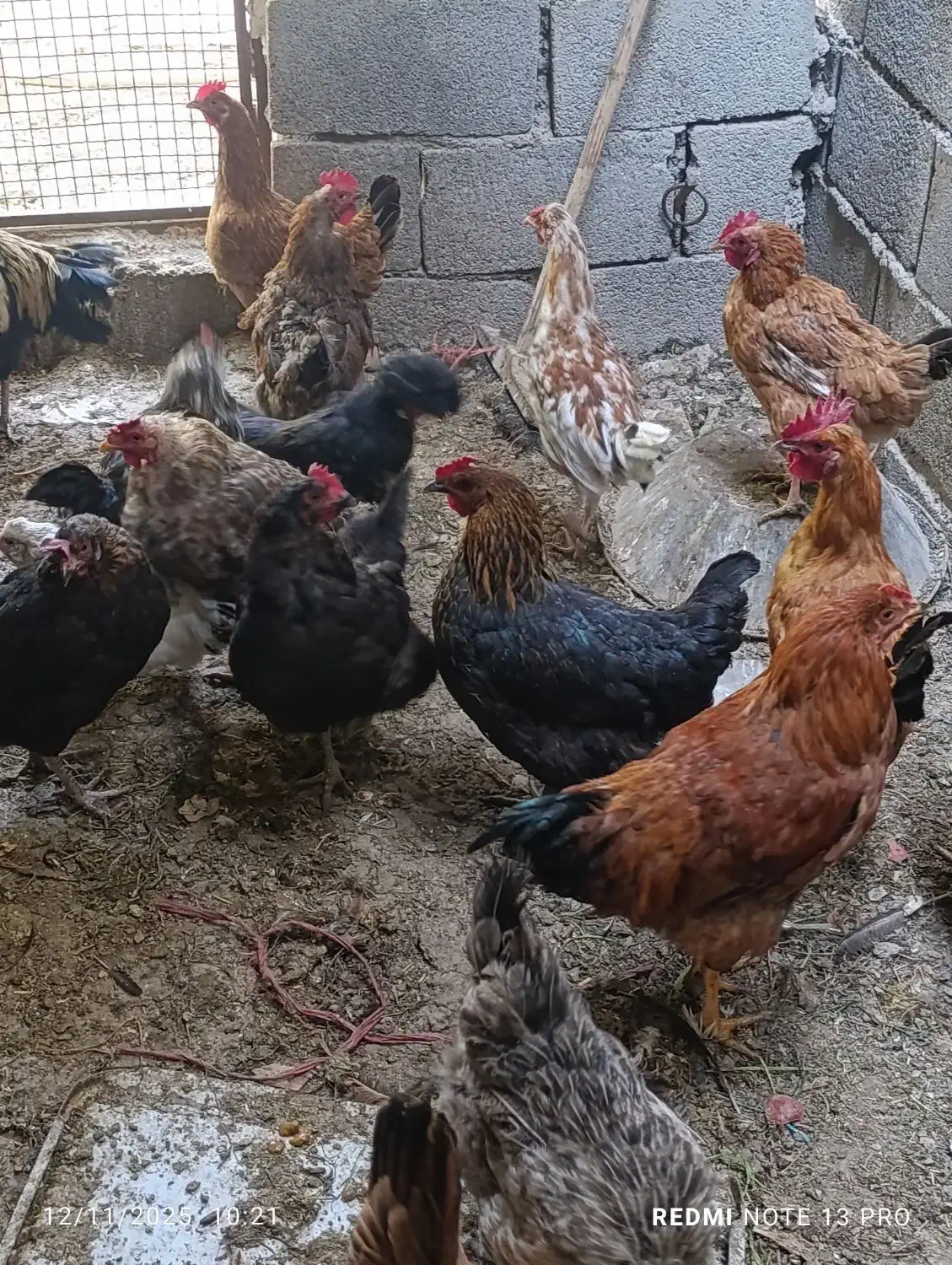 مرغ و خروس جوان|حیوانات مزرعه|پیر بکران, |دیوار