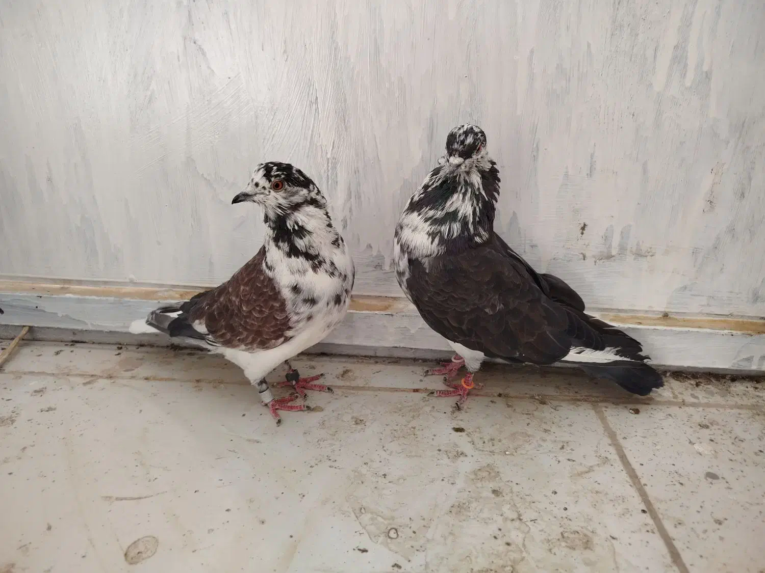 سینه باز|پرنده|سرپل ذهاب, |دیوار