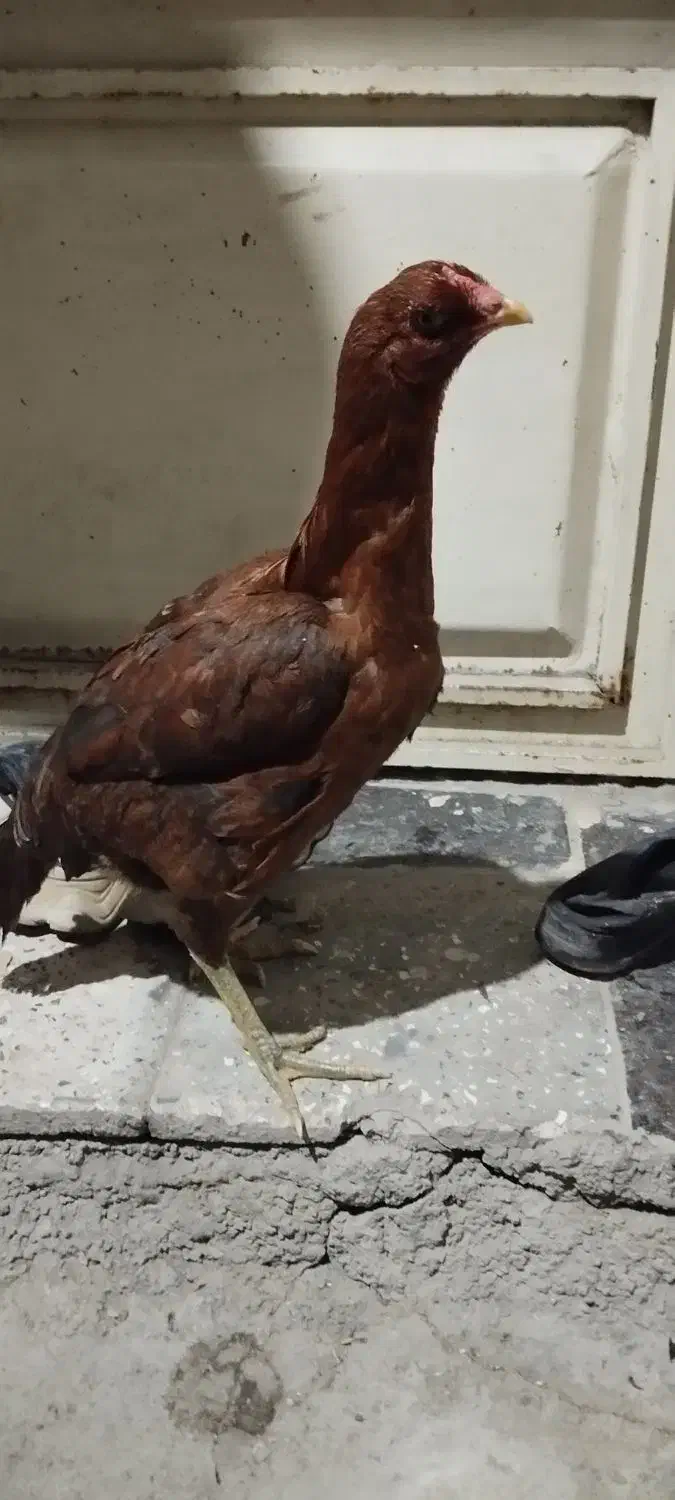 مرغ لاری|حیوانات مزرعه|نگین شهر, |دیوار