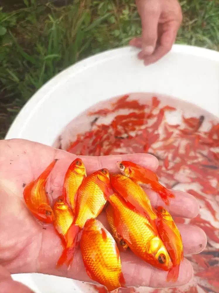 پخش عمده ماهی عمده|ماهی|قم, هنرستان|دیوار