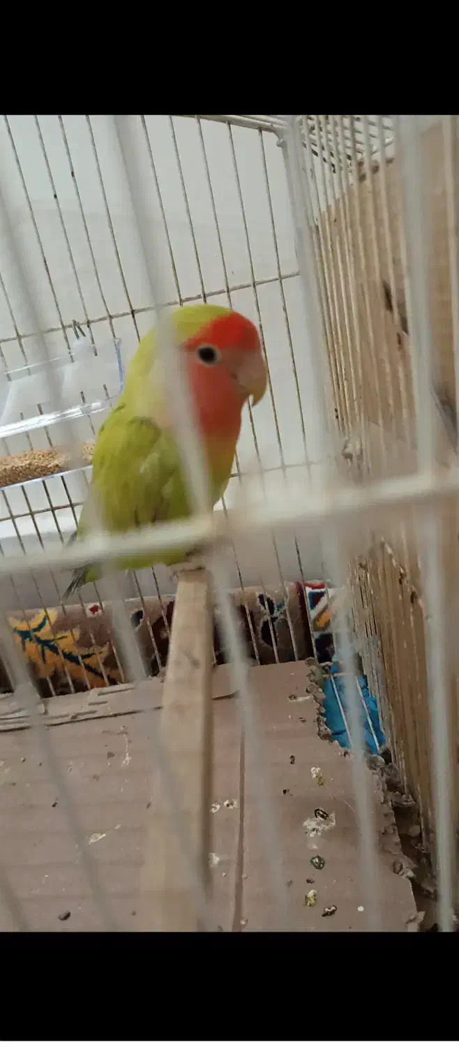 کوتوله|پرنده|طاغنکوه, |دیوار