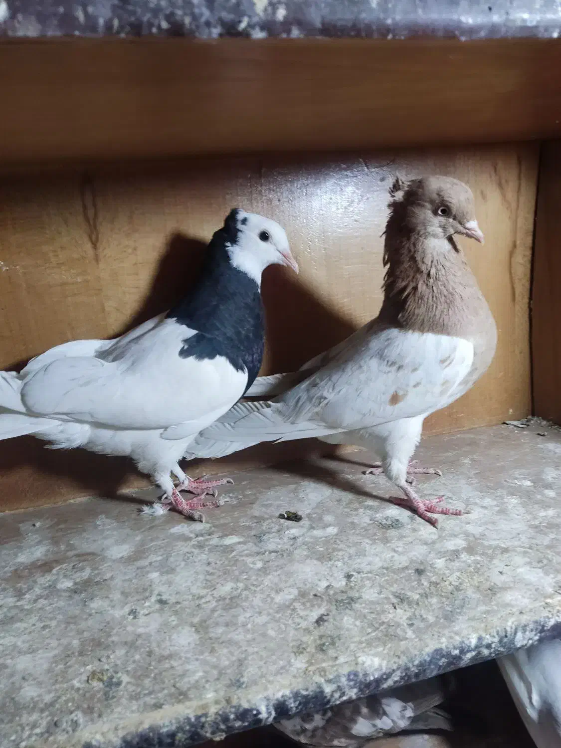 طوقی نر معاوضه|پرنده|داراب, |دیوار