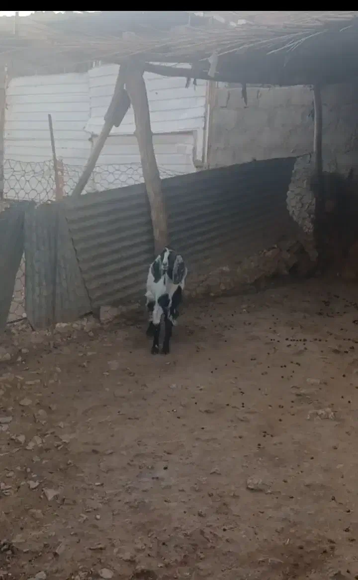 سلام یک راس بزغاله|حیوانات مزرعه|سرپل ذهاب, |دیوار