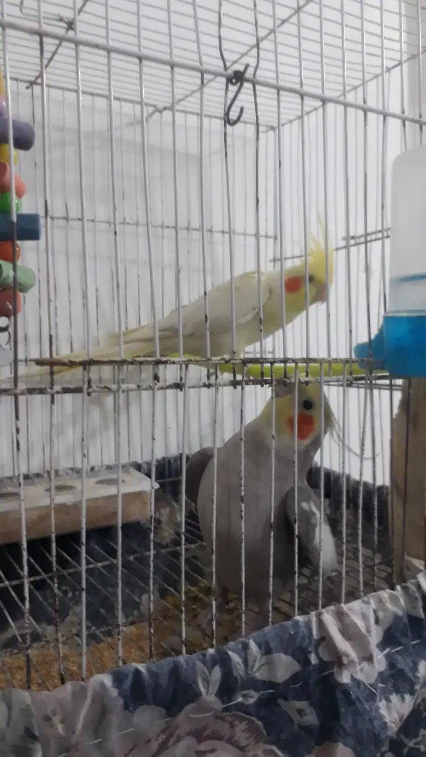 ۲ عدد طوطی عروس هلندی نروماده سیاه مون سوخنگو|پرنده|تربت‌حیدریه, اندیشه|دیوار