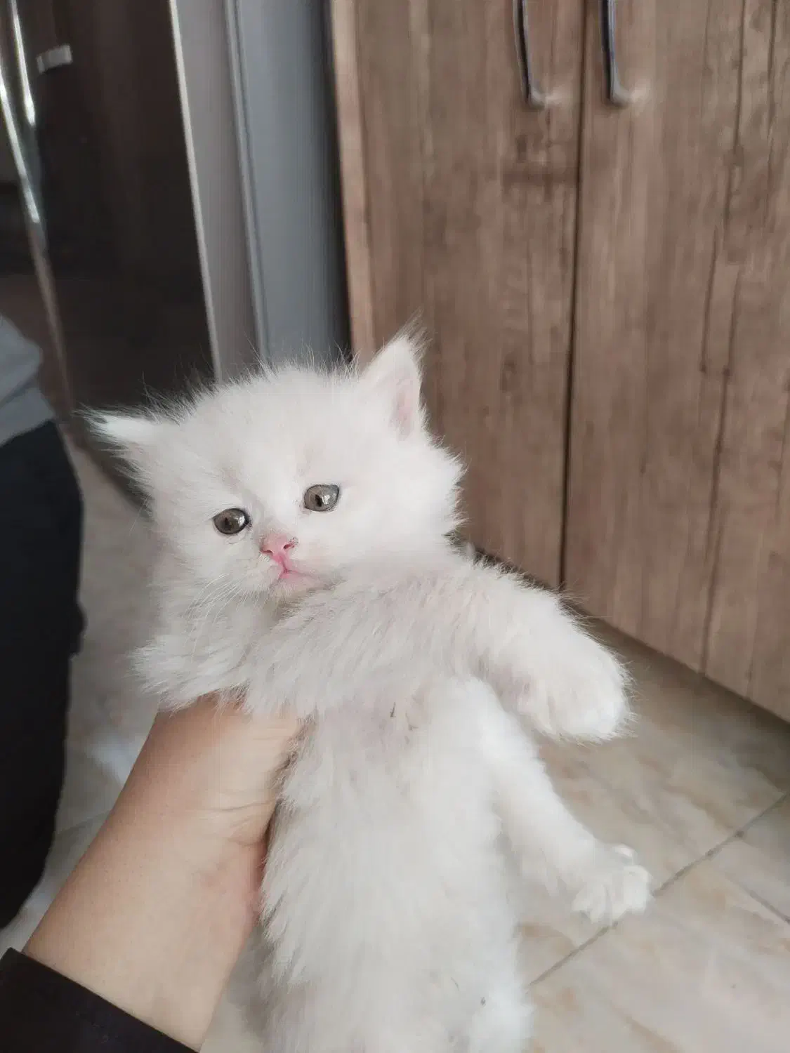 گربه سفید|گربه|تهران, شمشیری|دیوار