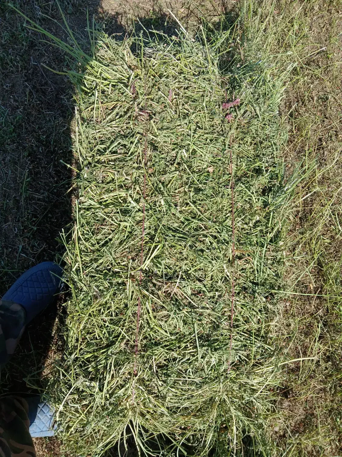 یونجه چین دو خشک|حیوانات مزرعه|ثمرین, |دیوار