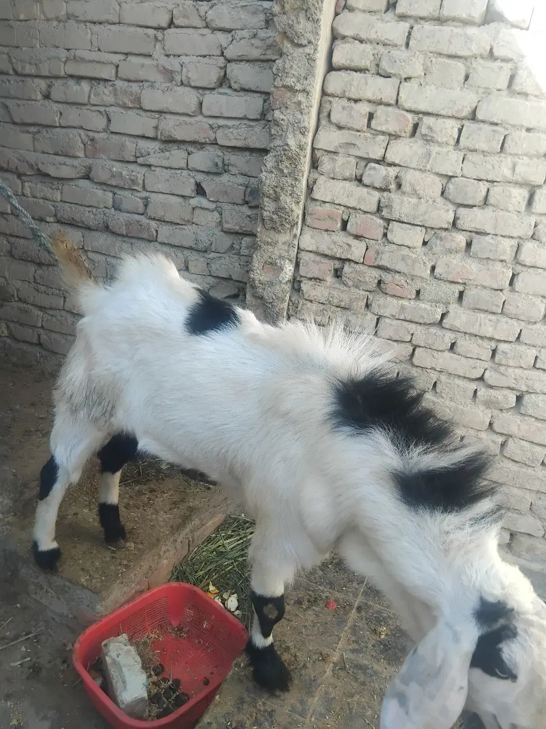 پلچن بزرگ هیکلی ودورگ|حیوانات مزرعه|سراوان, |دیوار