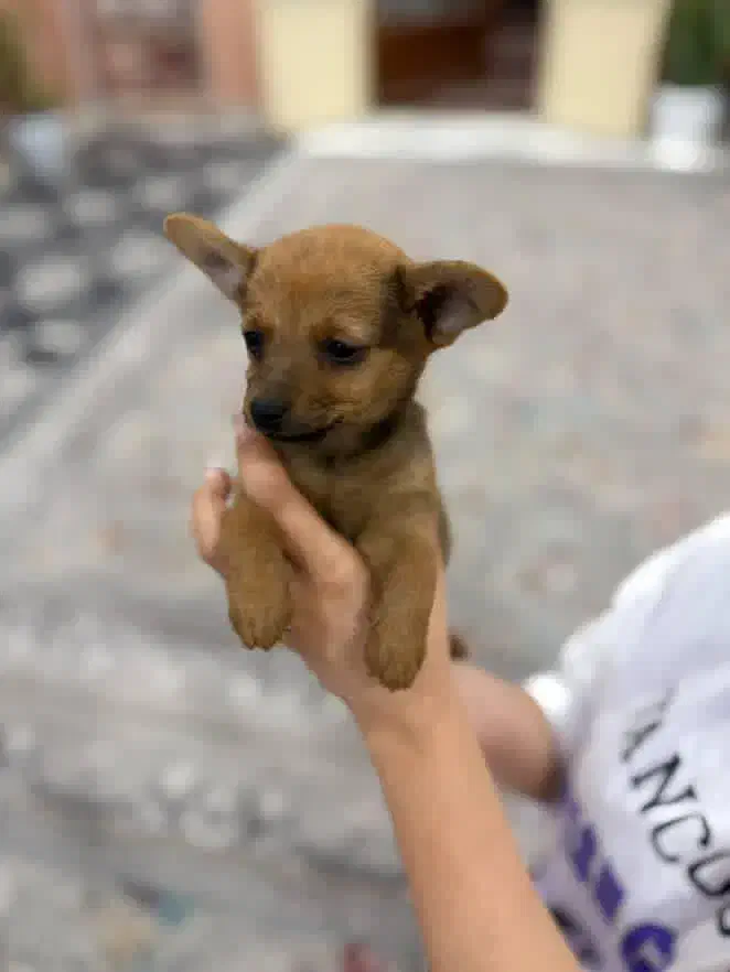 سگ.توله.اشپیتر‌.|سگ|گرگان, |دیوار