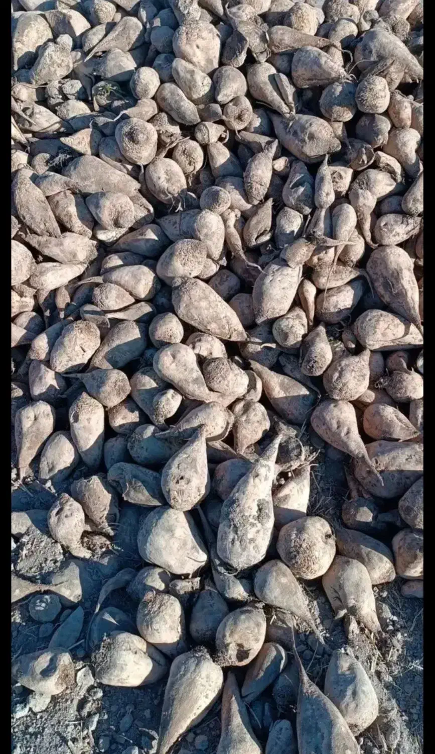 خارشتر .چغندر .کاه|حیوانات مزرعه|کاشمر, |دیوار