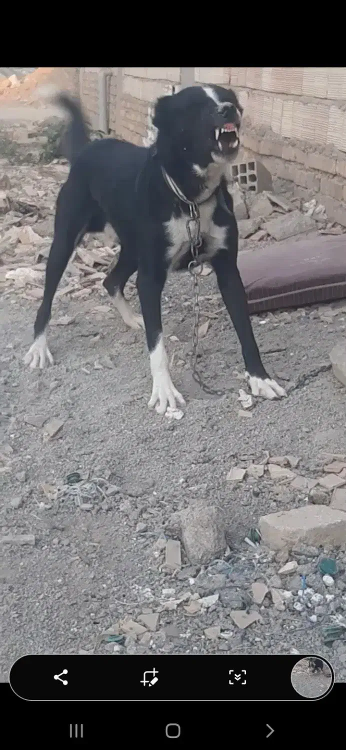 سگ افغان نر جوون|سگ|کرج, خرمدشت|دیوار