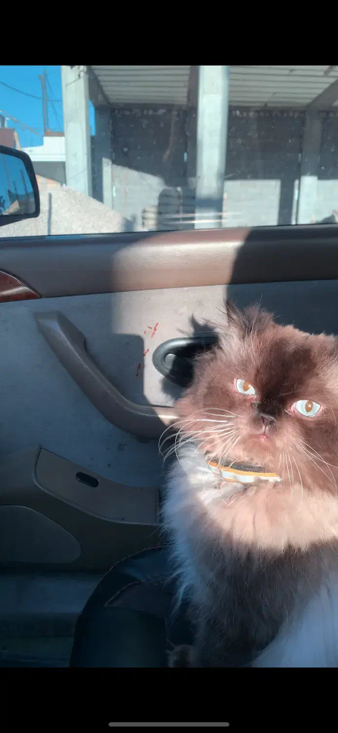 واگزاری گوربه پرشین اصیل با وسایل کامل|گربه|ایذه, |دیوار