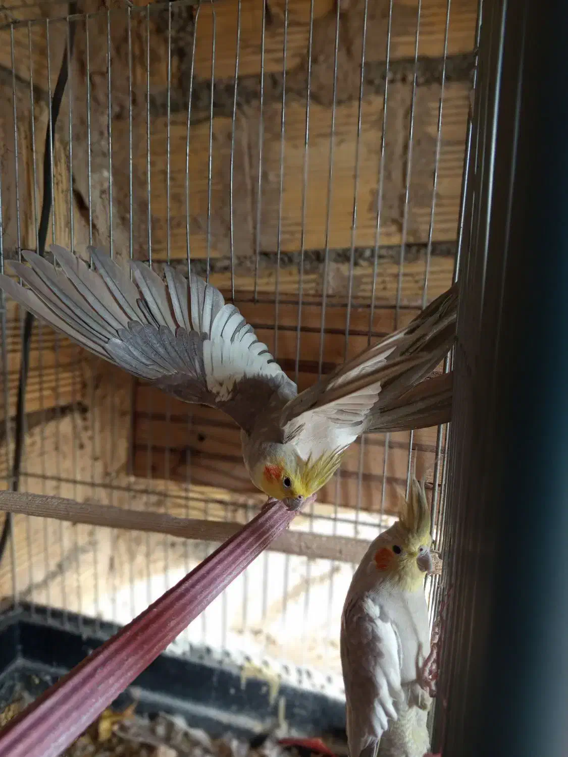 طوطی عروس مولد|پرنده|محمدشهر, ولدآباد|دیوار