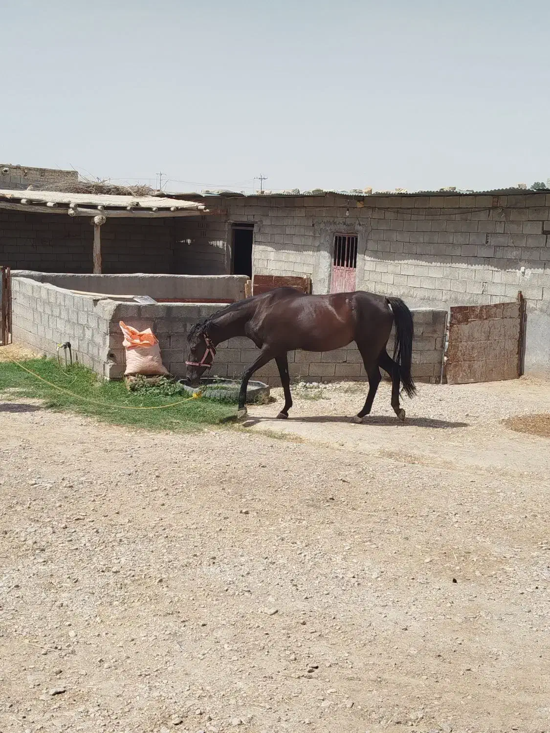 اسب|اسب و تجهیزات اسب‌سواری|آشخانه, |دیوار