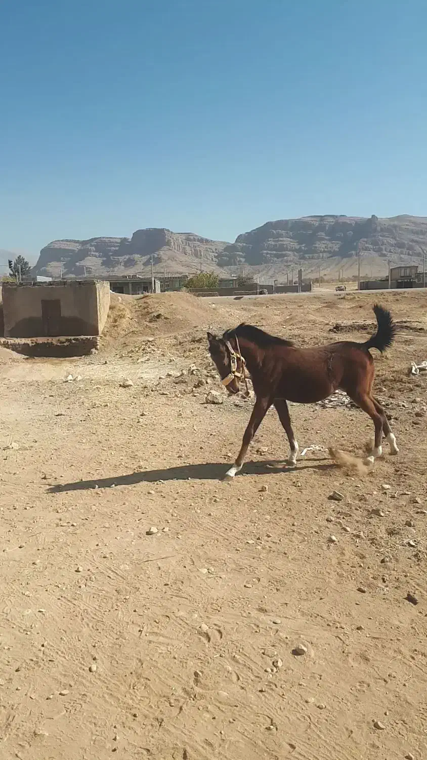 مادیون|اسب و تجهیزات اسب‌سواری|لردگان, |دیوار