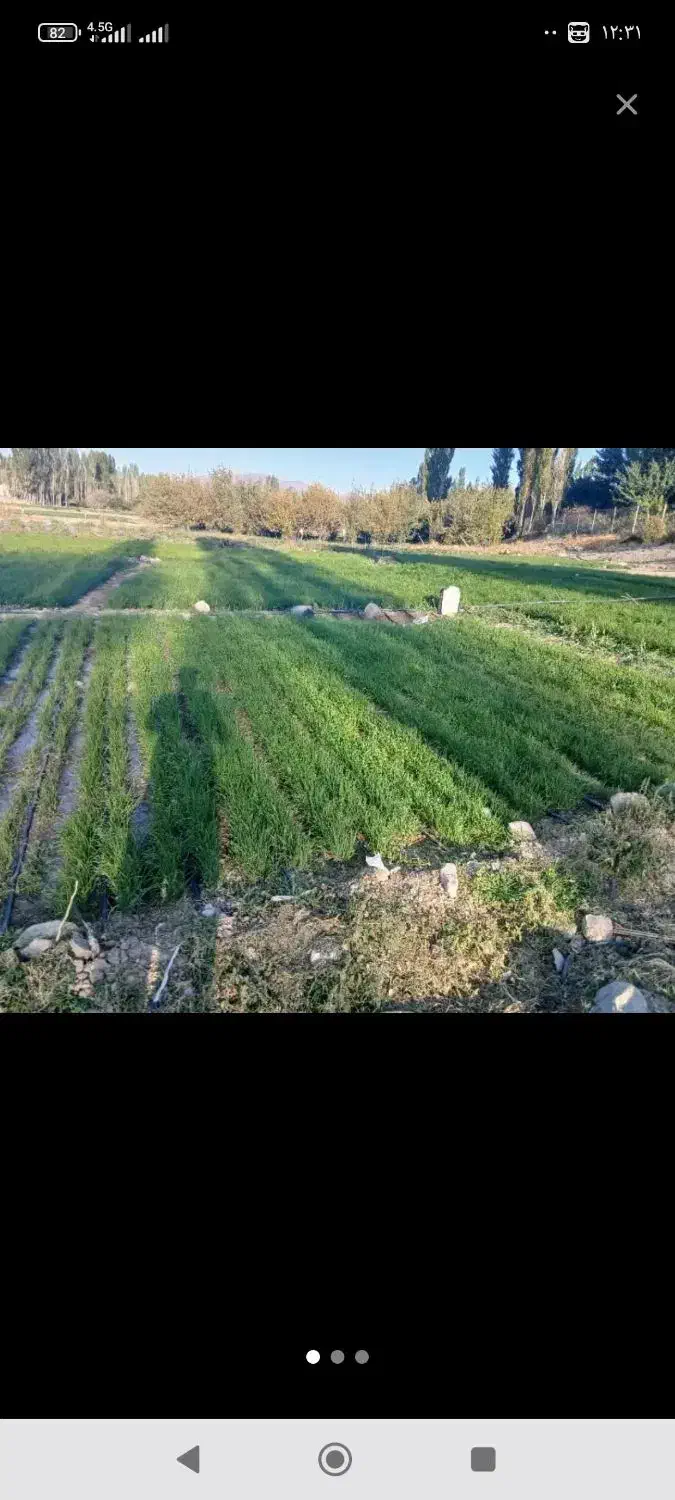 نهال پیاز|گل و گیاه طبیعی|درب بهشت, |دیوار