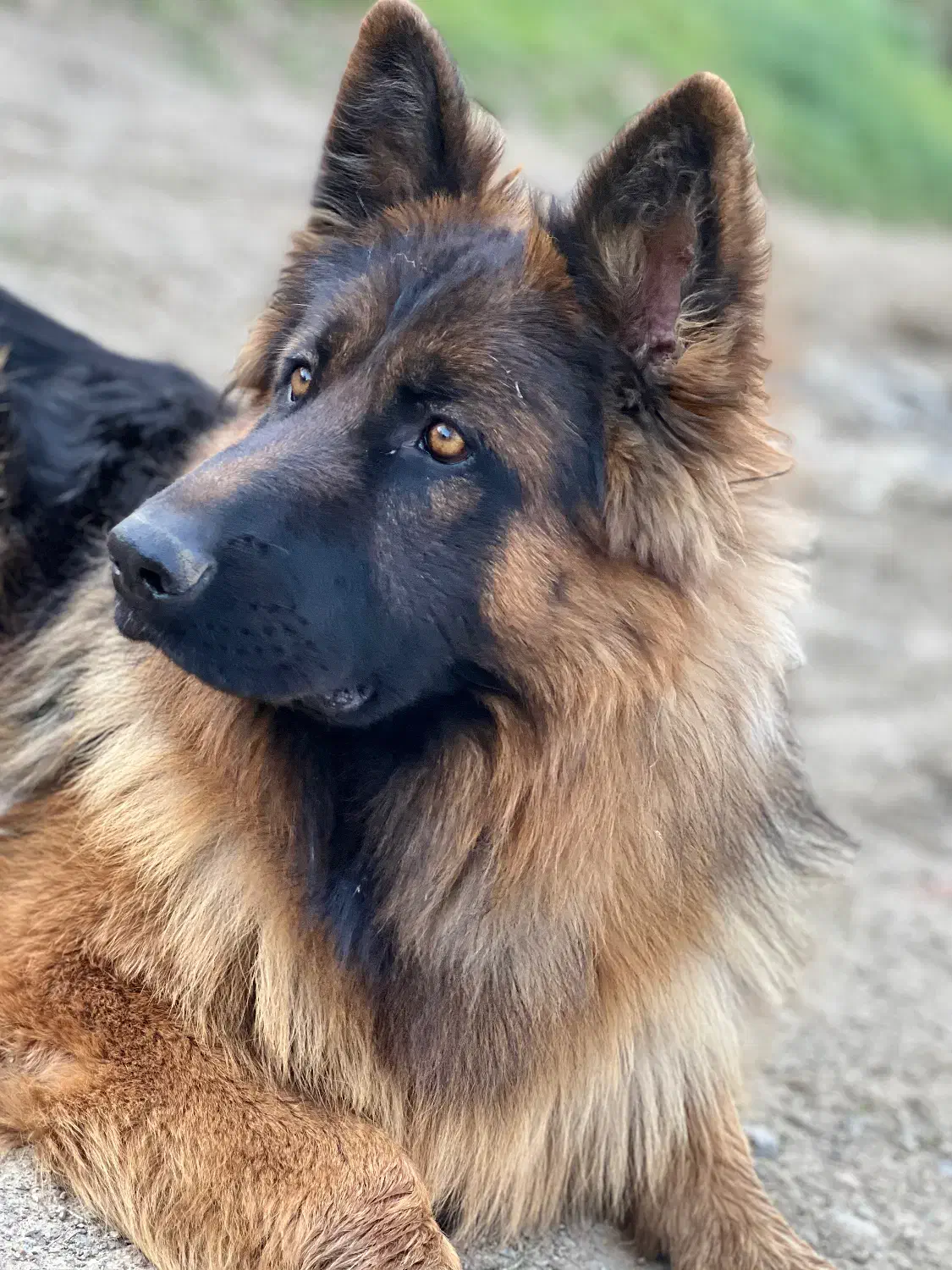 سگ گمشده ژرمن|حیوانات|سنندج, |دیوار