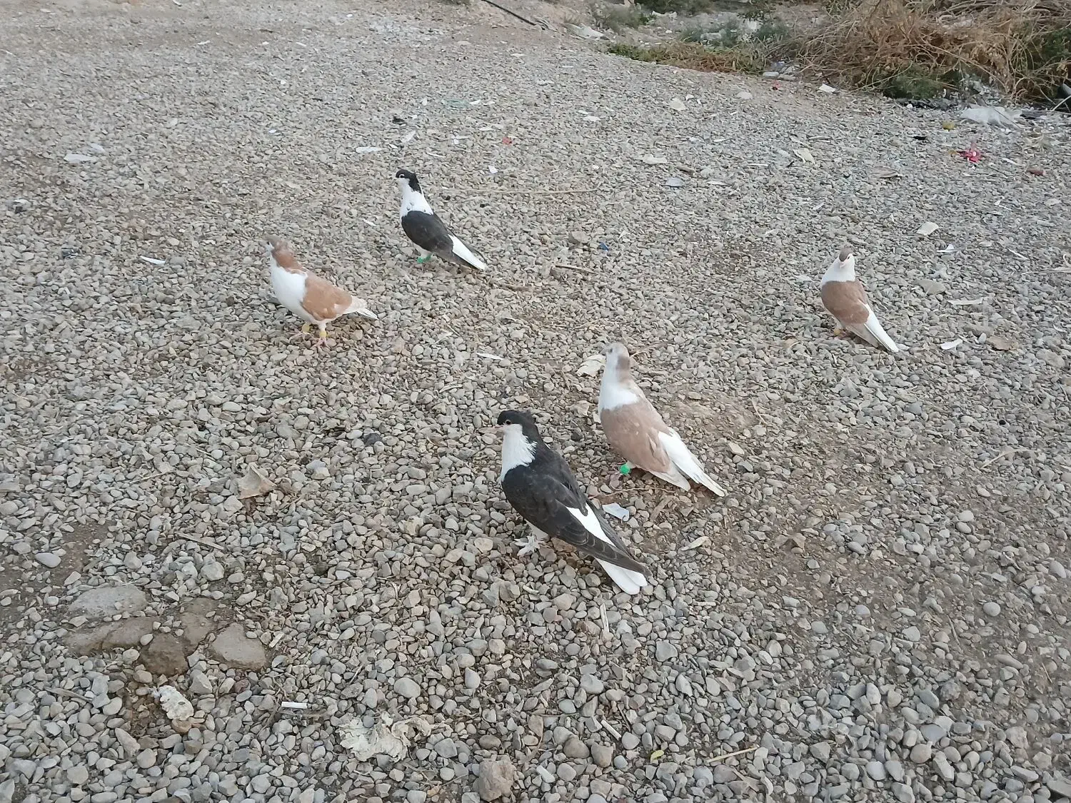 پرنده|پرنده|گتوند, |دیوار