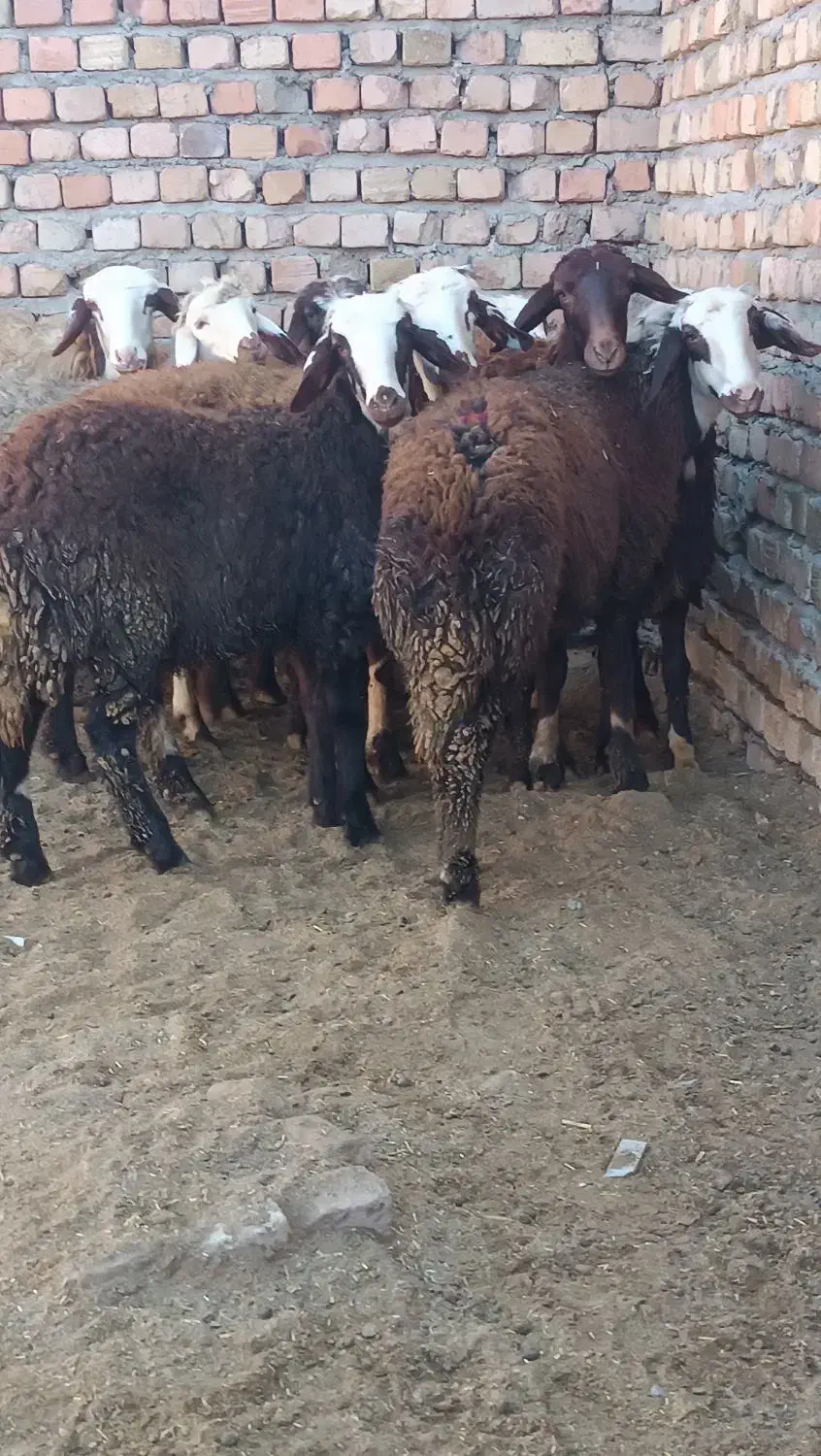 بره|حیوانات مزرعه|بروجرد, |دیوار