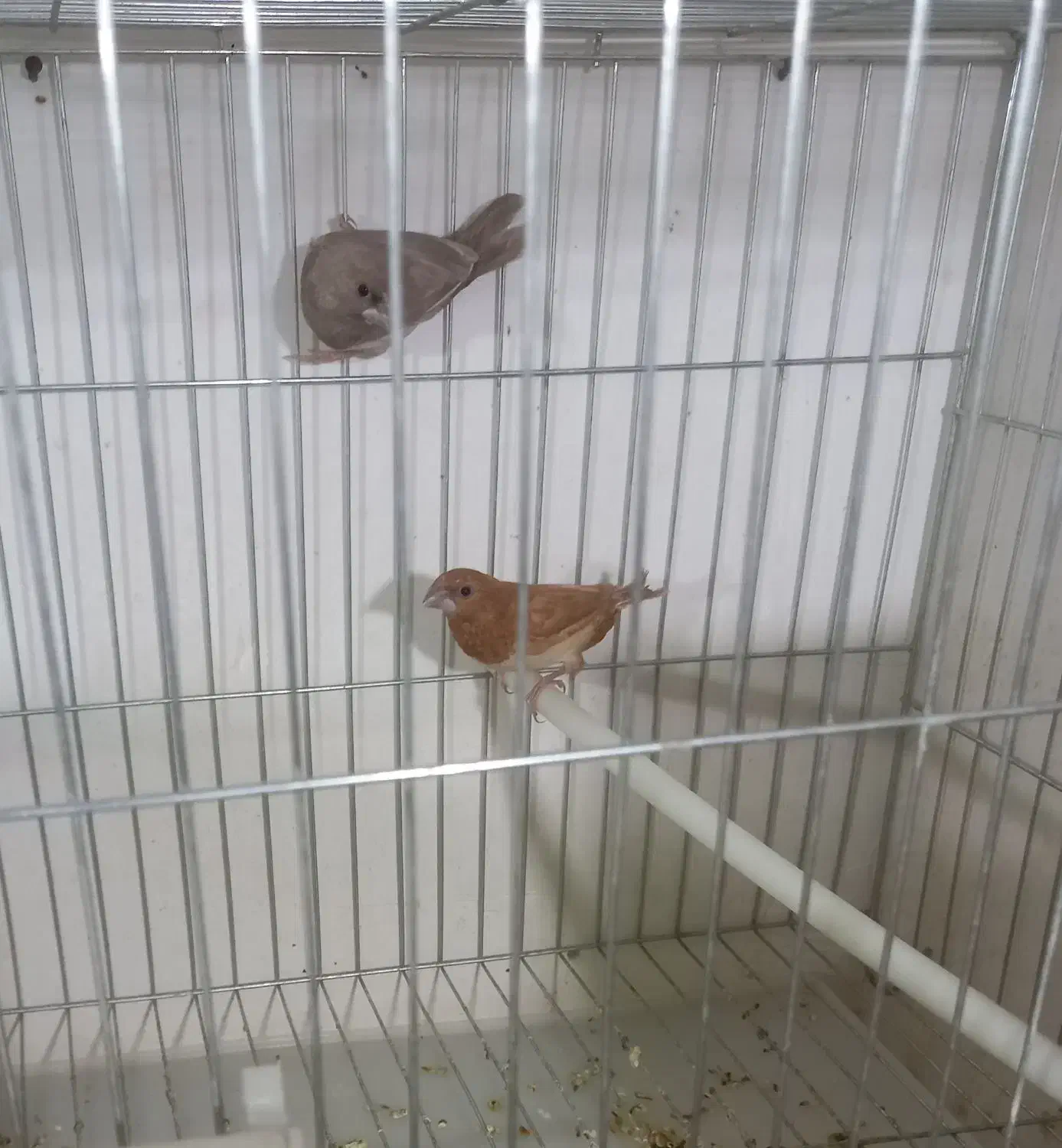 فنچ بنگالی گلدین|پرنده|خمینی‌شهر, |دیوار