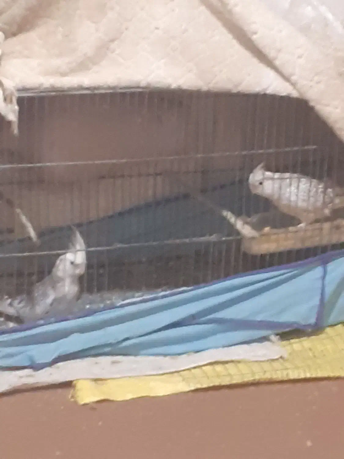 عروس ایزابلا|پرنده|خان ببین, |دیوار