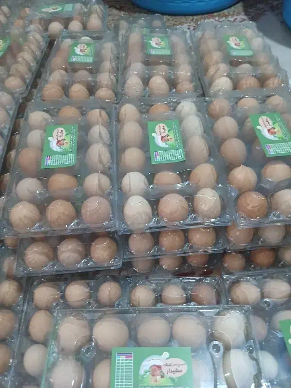 فروش تخم مرغ محلی گلپایگان|خوردنی و آشامیدنی|پاکدشت, خاتون آباد|دیوار
