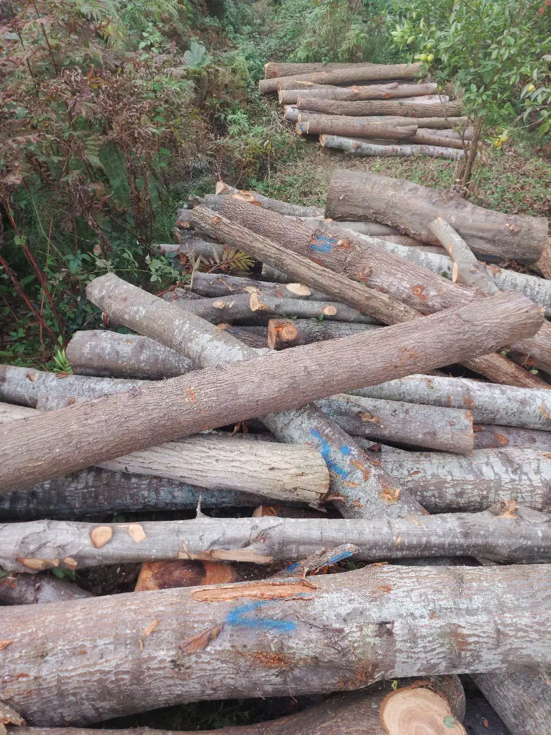 خرید و اخذ انواع چوب آلات جنگلی و باغی|خدمات باغبانی و درختکاری|کلاچای, |دیوار