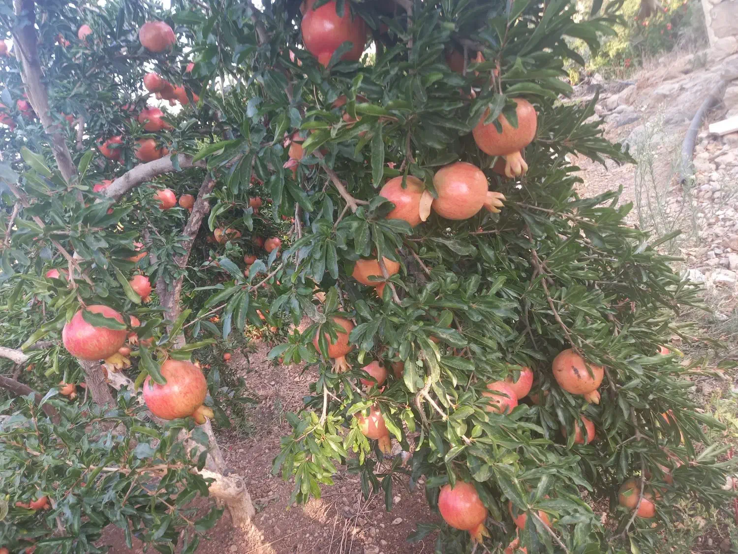 انارملس ،انارخندان ،انار آبگیری|خوردنی و آشامیدنی|شیراز, گلشن|دیوار