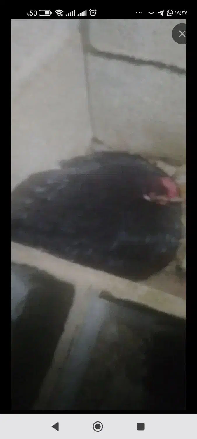 مرغ کرک|حیوانات مزرعه|آبپخش, |دیوار