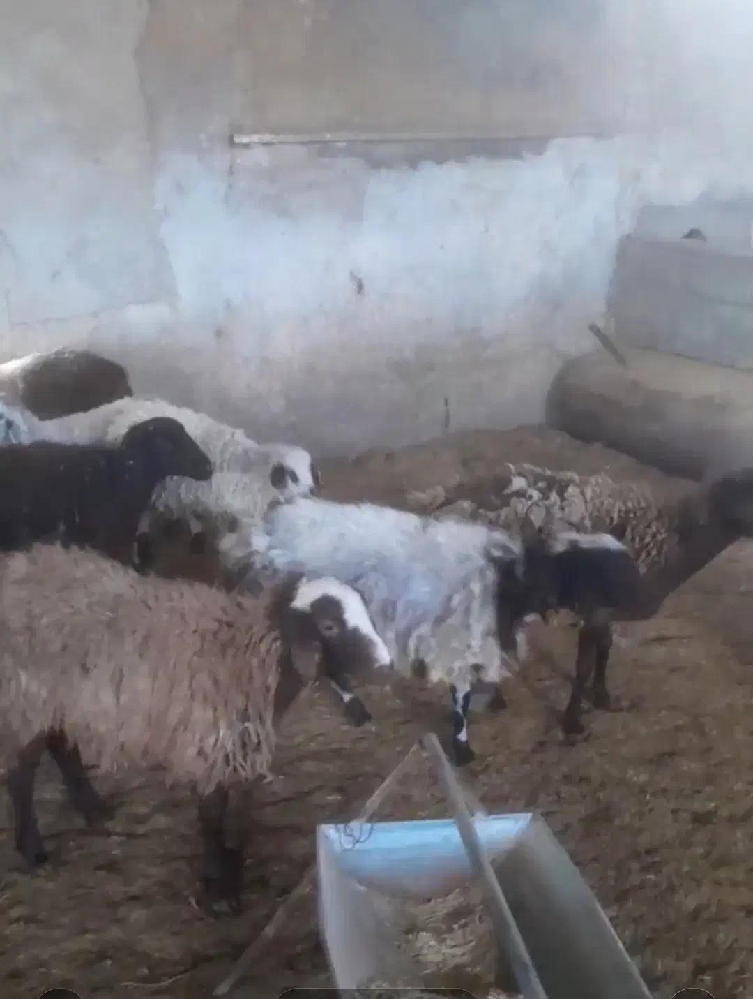 بره|حیوانات مزرعه|رفسنجان, |دیوار