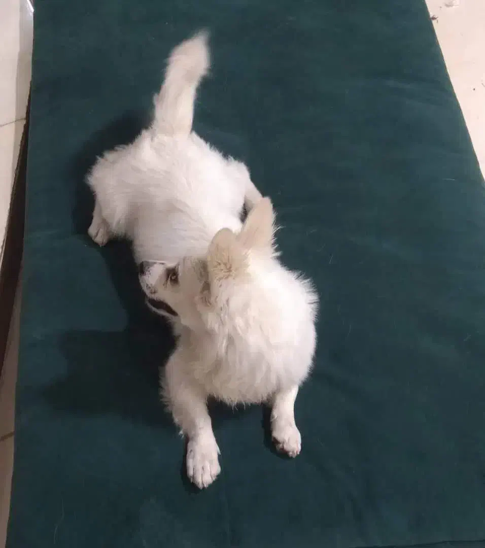 فروش|سگ|رفسنجان, |دیوار