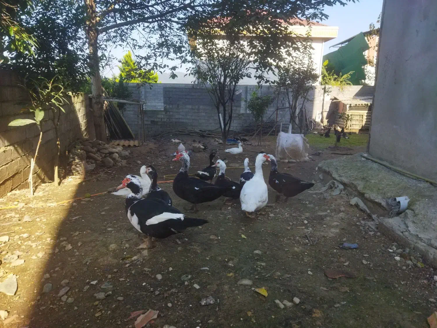 اوردک خارجی مرغ و خروس تخم گذار|حیوانات مزرعه|شیرگاه, |دیوار