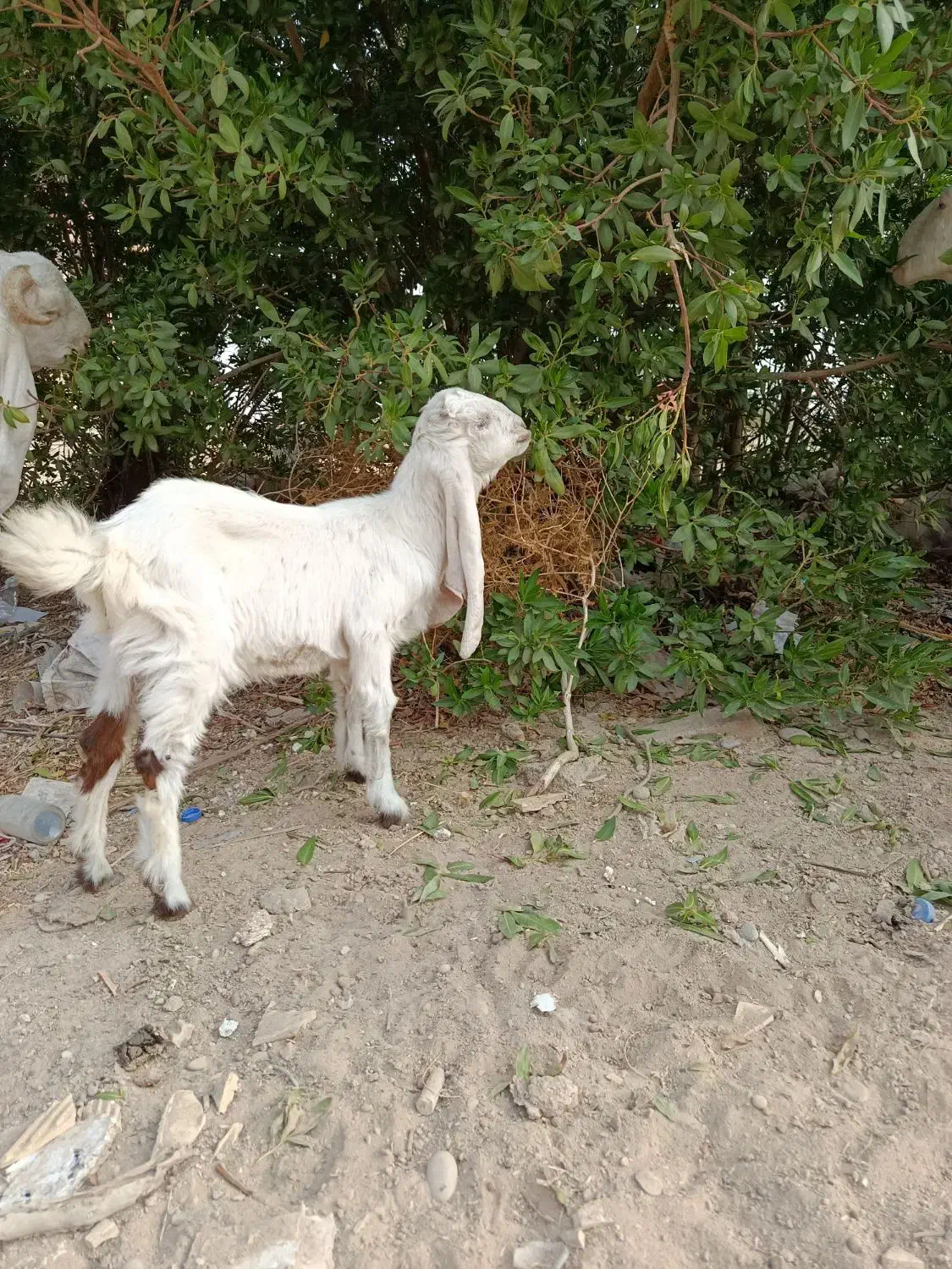 بز کهره گلابی نر|حیوانات مزرعه|بندر ماهشهر, |دیوار