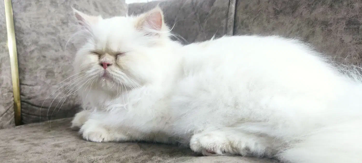 گربه|گربه|ماکو, |دیوار