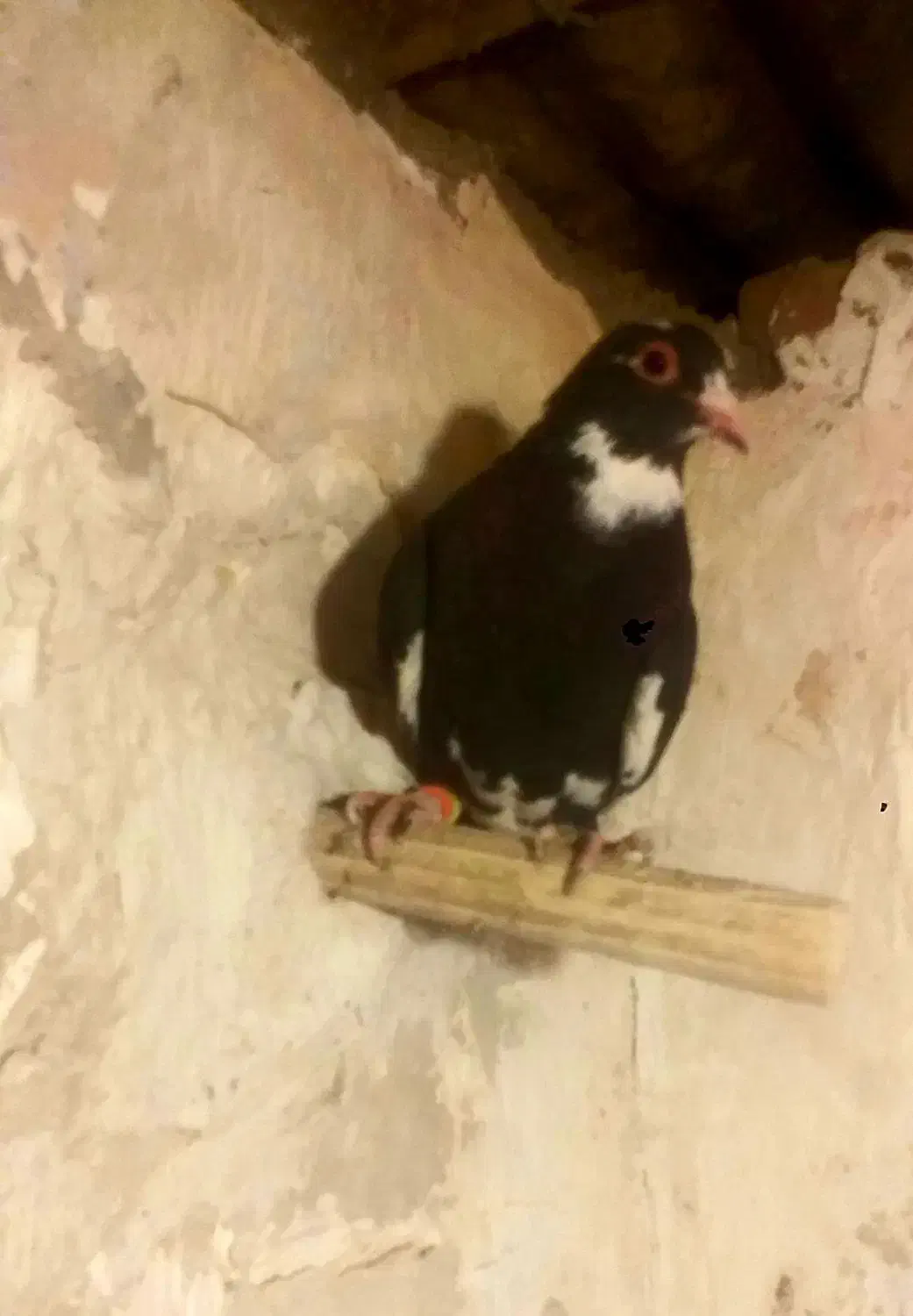 جفت|پرنده|بردسیر, |دیوار