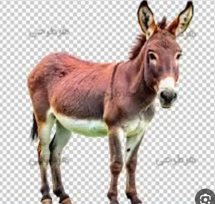 فروش خر آرام واهلی خر گله|حیوانات مزرعه|شاهرود, |دیوار