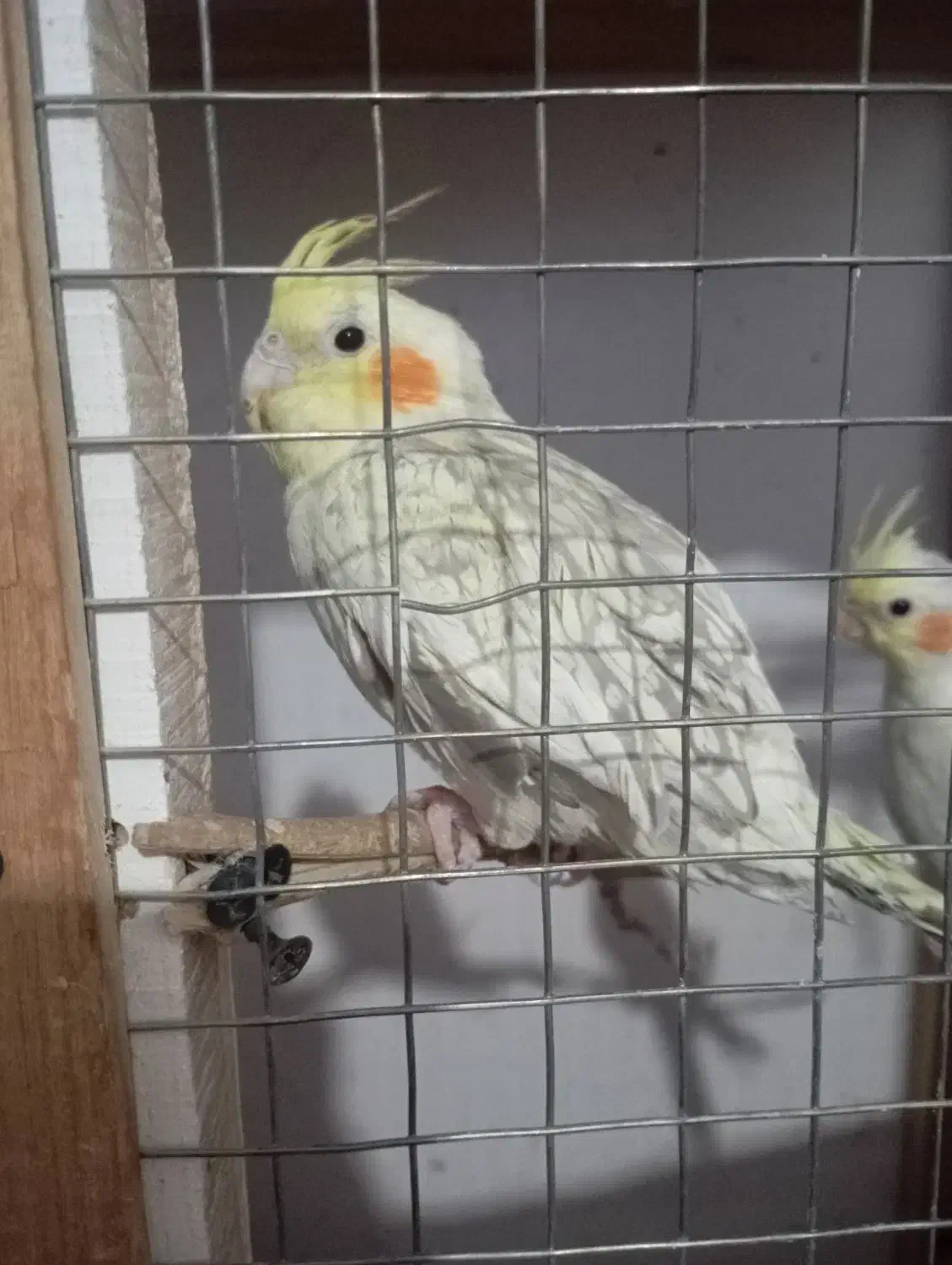 عروس ماده|پرنده|بیرجند, |دیوار