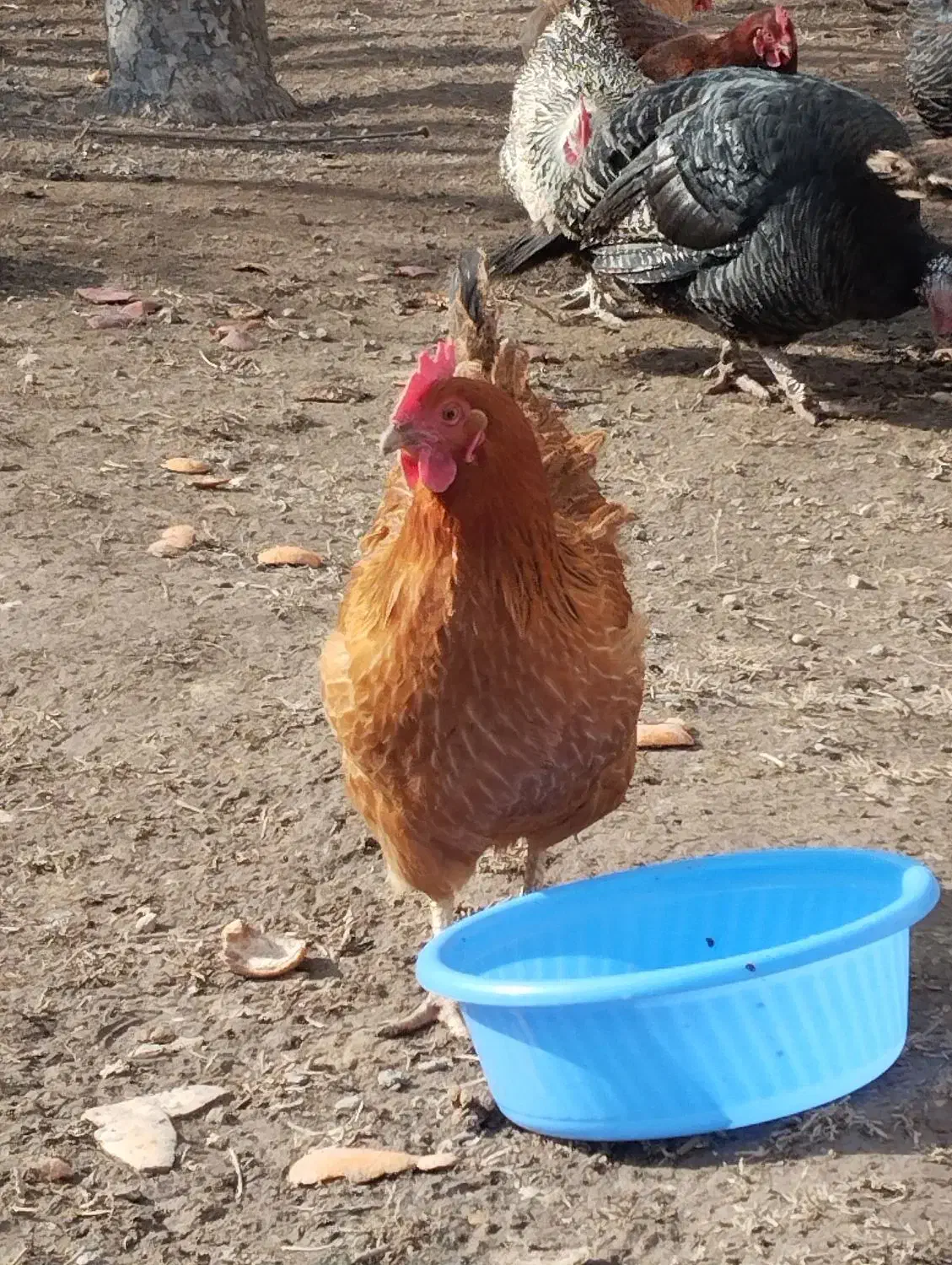 خروس مرغ بوقلمون|حیوانات مزرعه|اردبیل, |دیوار