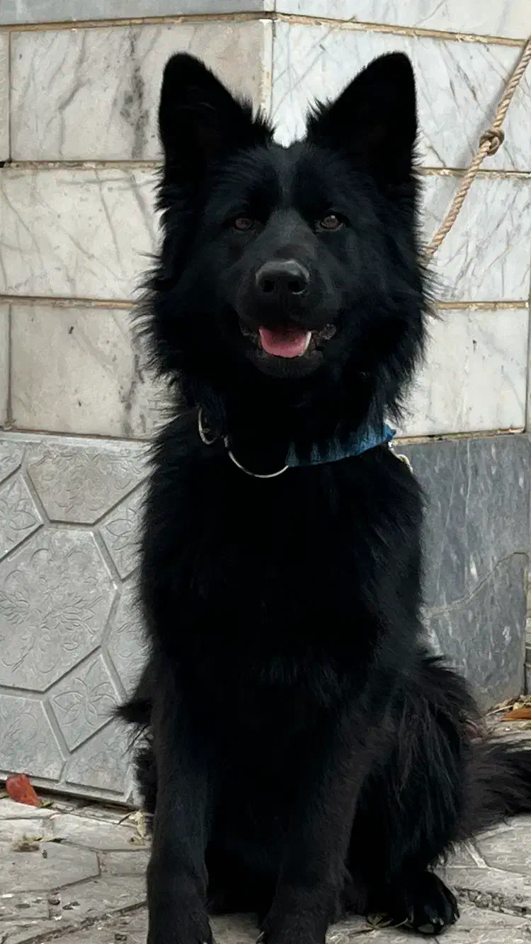 سگ ژرمن مشکی مو بلند|سگ|اردبیل, |دیوار