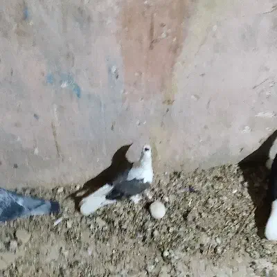 پرنده|پرنده|خورموج, |دیوار