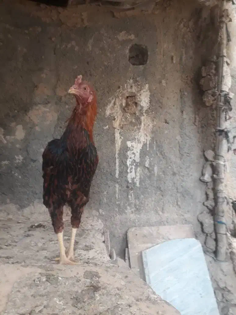 خروس لاری ۷ ماهه جنگی|حیوانات مزرعه|صحنه, |دیوار