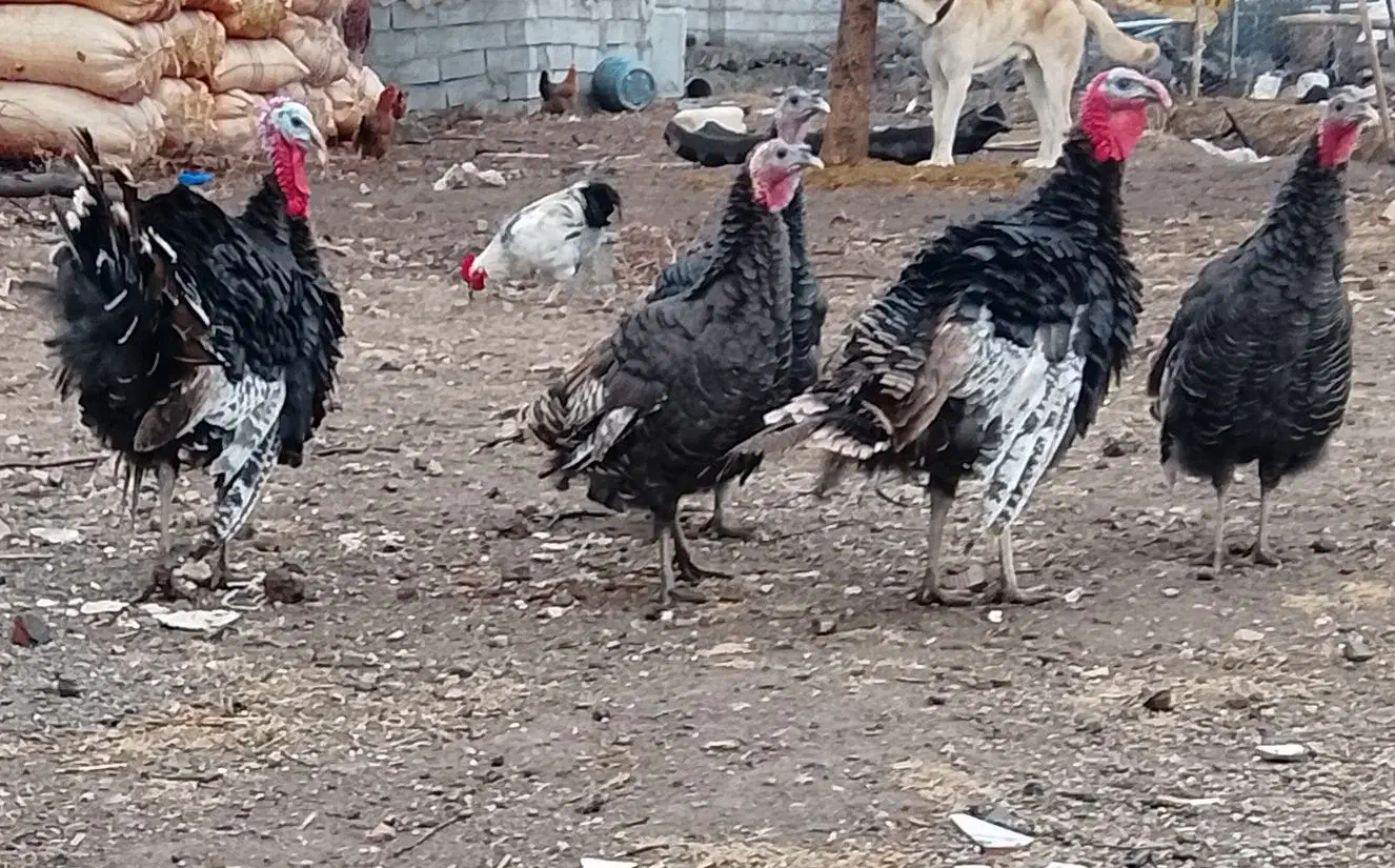 بوقلمو نروماده|حیوانات مزرعه|مشگین شهر, |دیوار