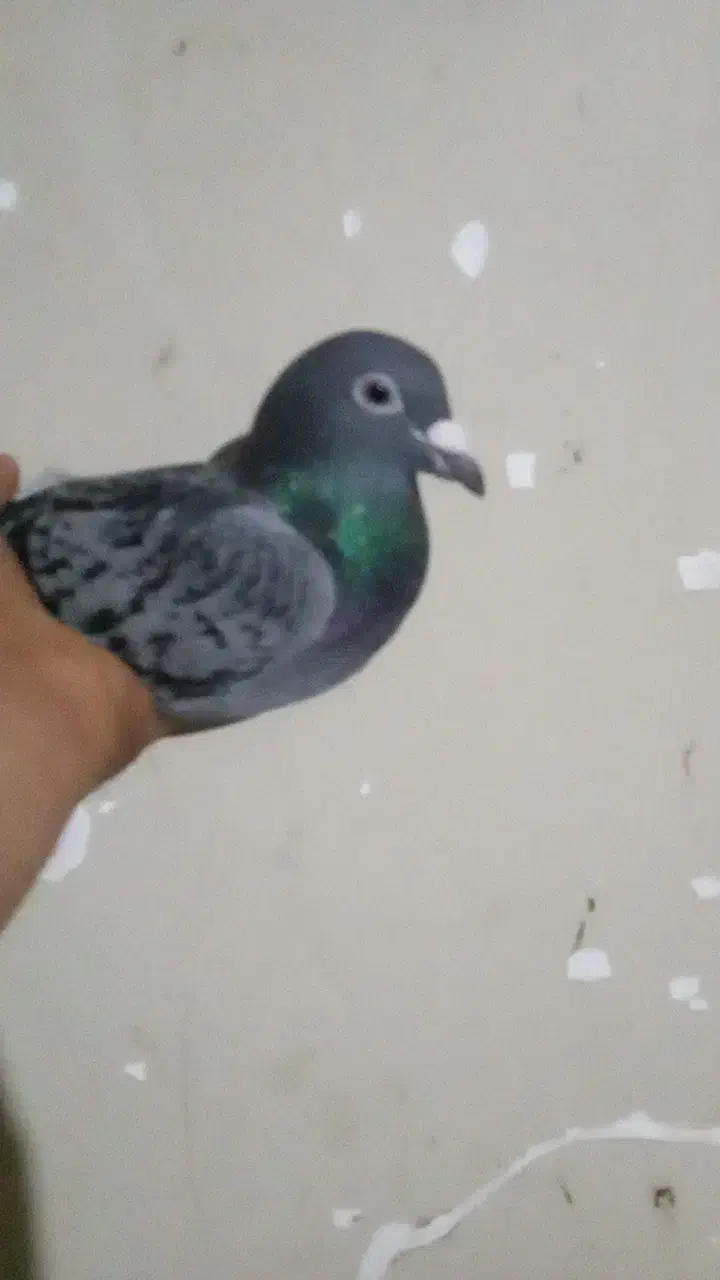 کبوتر ناجلد|پرنده|گنبد کاووس, |دیوار