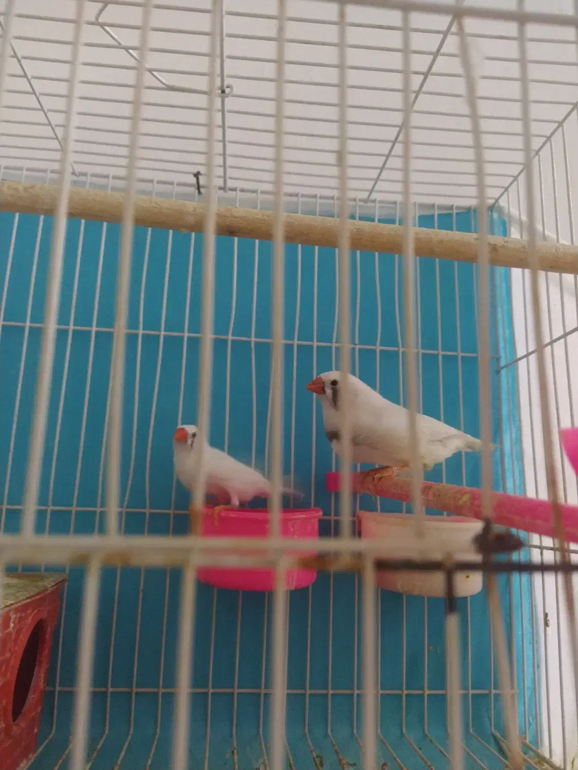 فنچ|پرنده|مشهد, شهرک شهید باهنر|دیوار