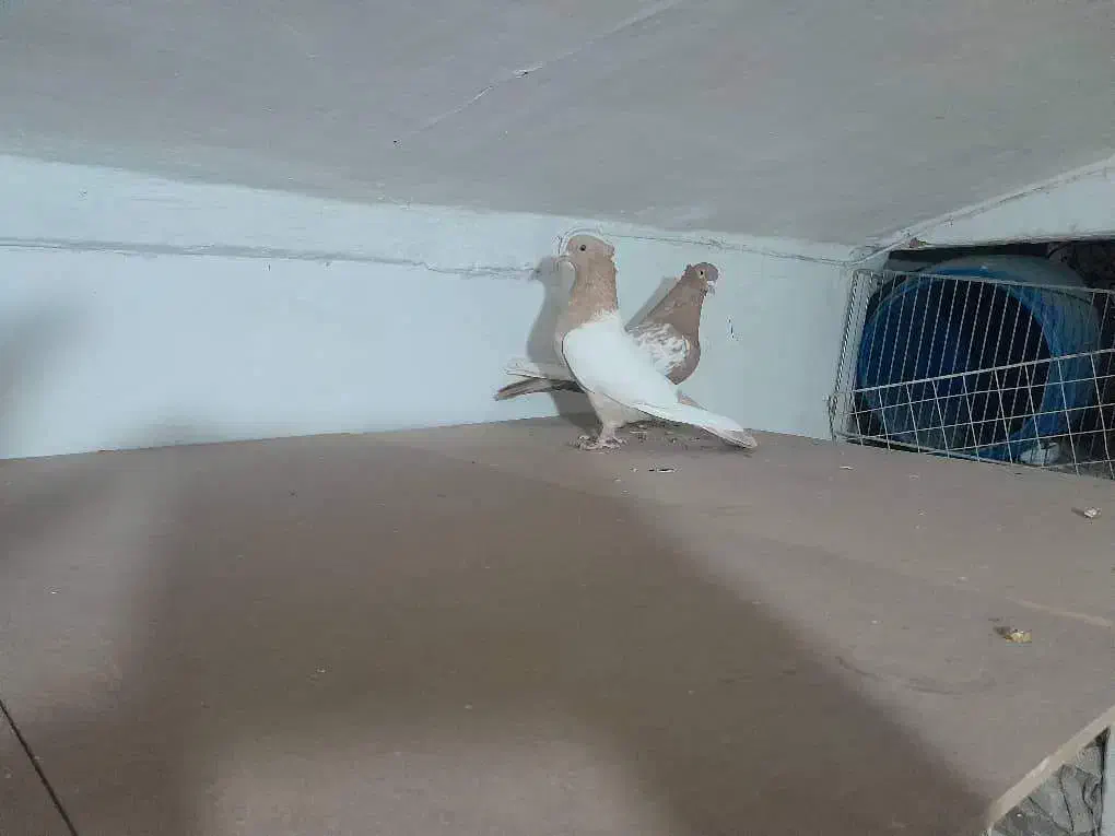 چهار جفت کفتر|پرنده|شیراز, بازار|دیوار