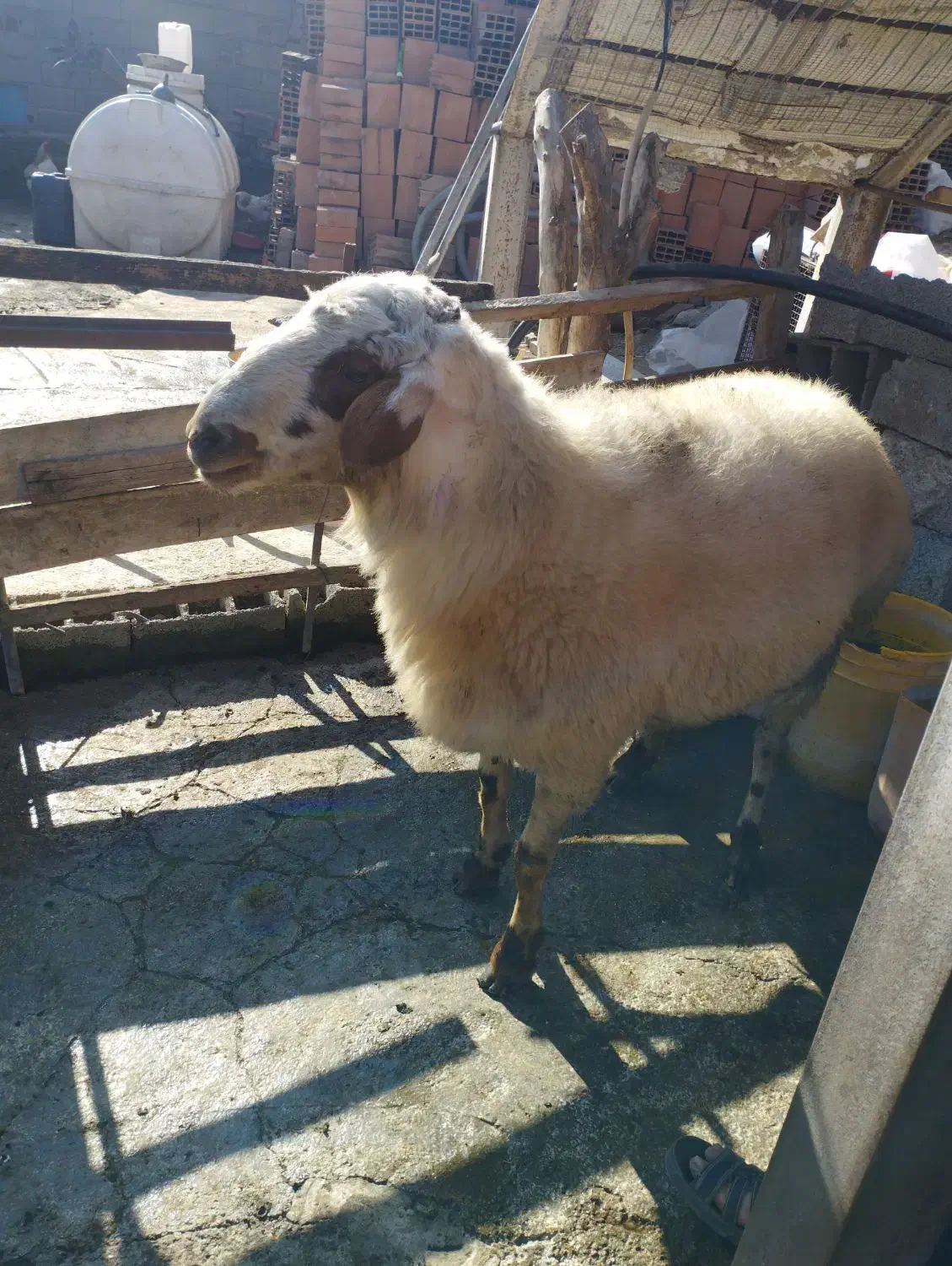 گوسفند تخمی|حیوانات مزرعه|سورک, |دیوار