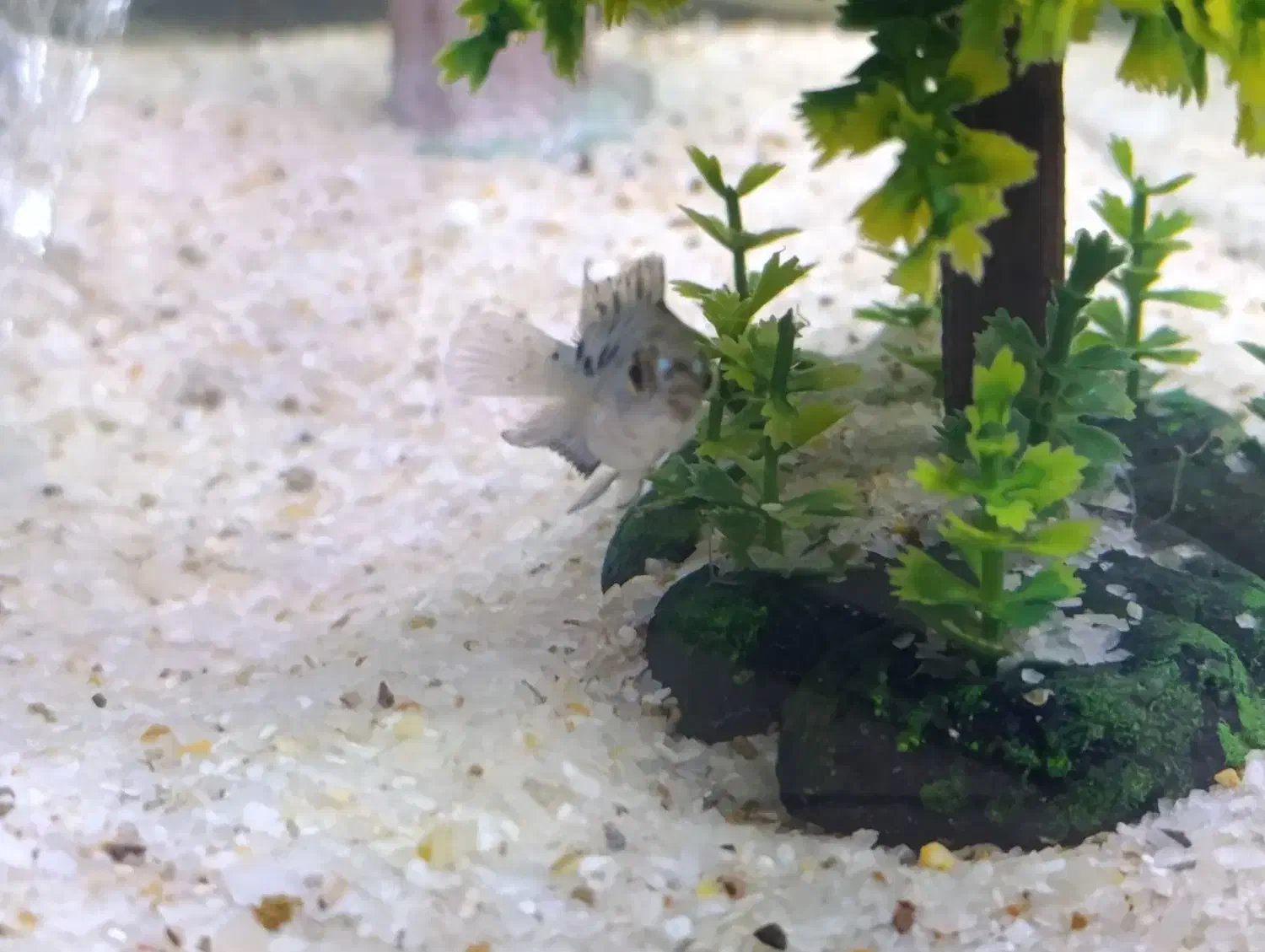 ماهی جک دمپسی|ماهی|ساوه, |دیوار