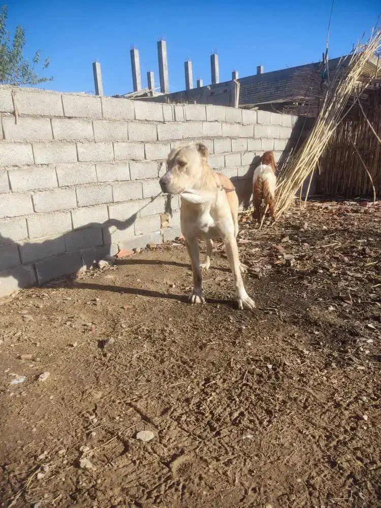 سگ گمشده 20روز بیش|حیوانات|گنبد کاووس, |دیوار