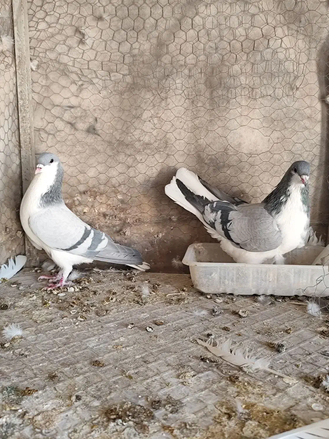 فروش یک جفت خوشرنگ سبز|پرنده|مبارکه, |دیوار