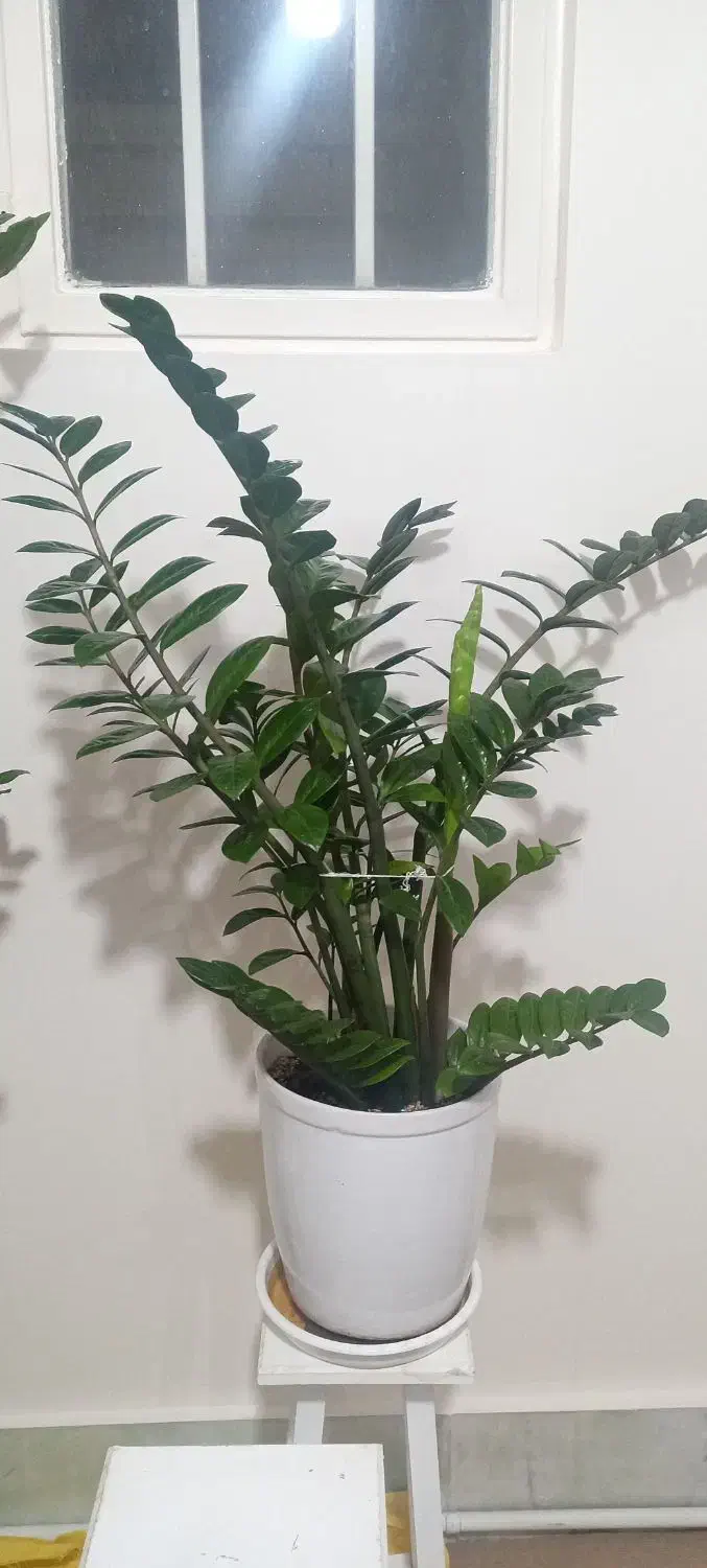 زاموفیلیا|گل و گیاه طبیعی|قم, محمد آباد|دیوار