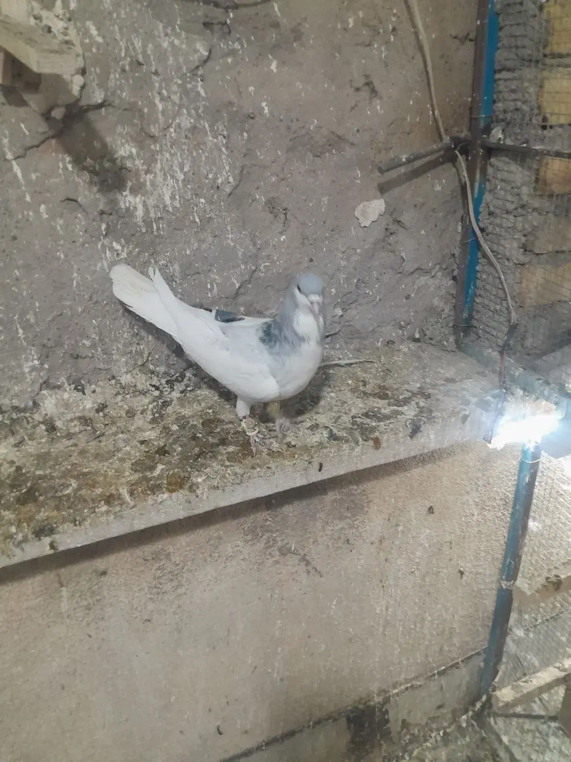 چپ کبود نر|پرنده|قزوین, |دیوار